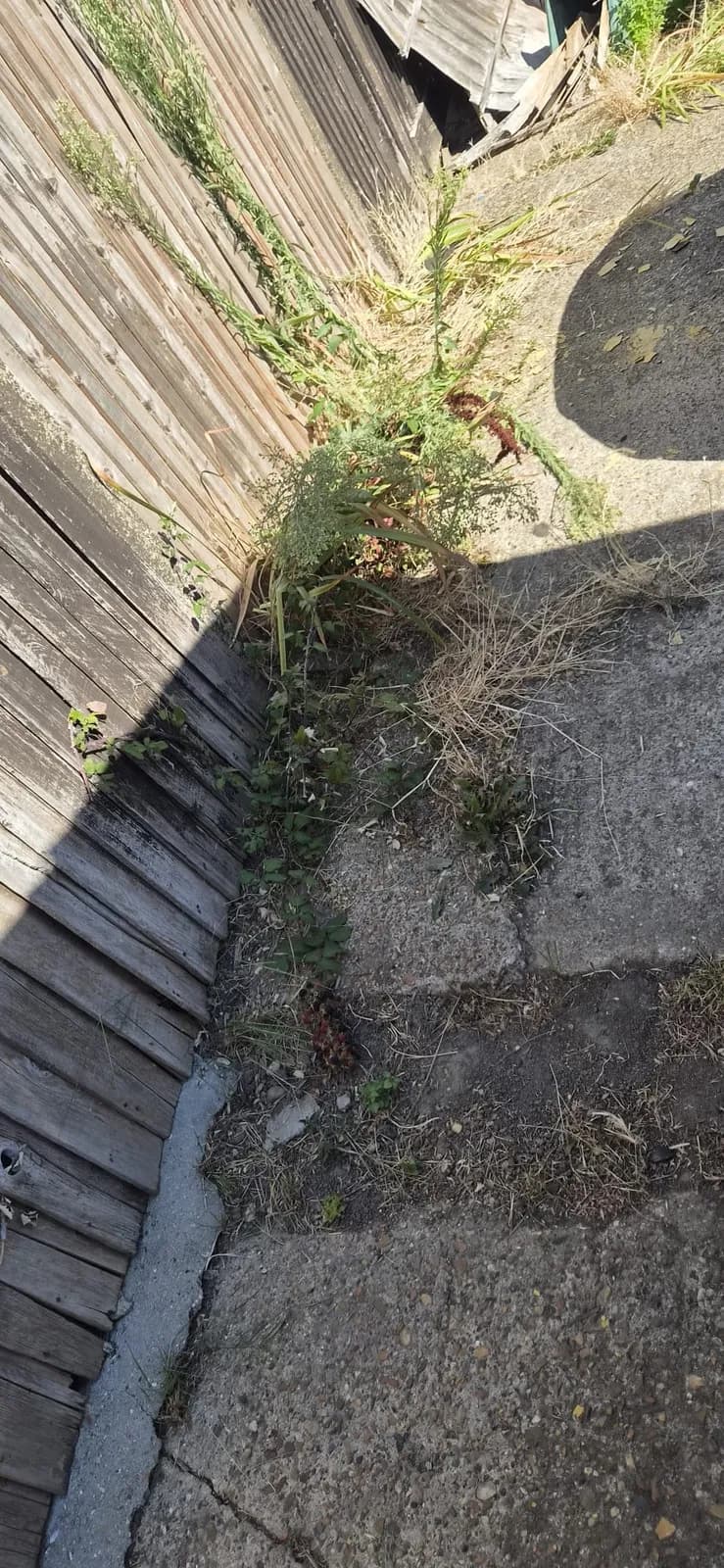 Weeds growing tall through concrete slabs against a wooden fence in Northfleet before clearing