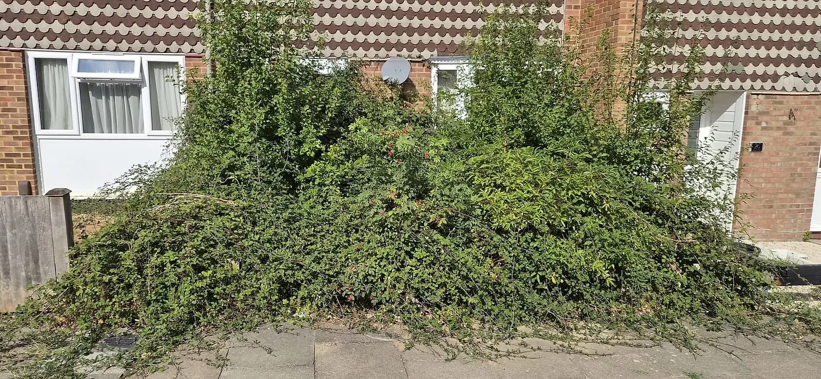 A front garden in Gravesend completely covered by one huge mass of bramble and rose, hiding the house behind it, before Andy cut it back