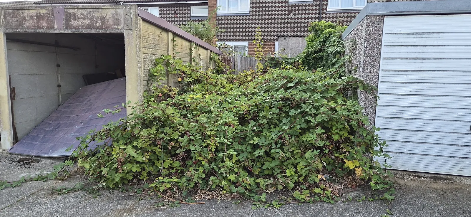 A bank of brambles grown up between two concrete garages and over the fence in Gravesend before clearance