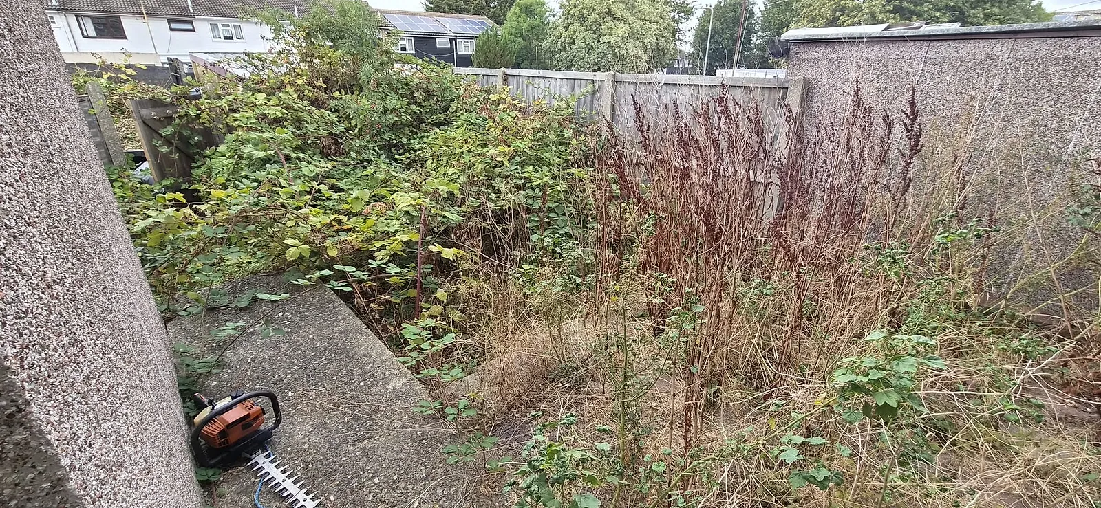 Back garden in Gravesend overgrown with brambles and head-high dead weeds between two garage walls, hedge trimmer on the path
