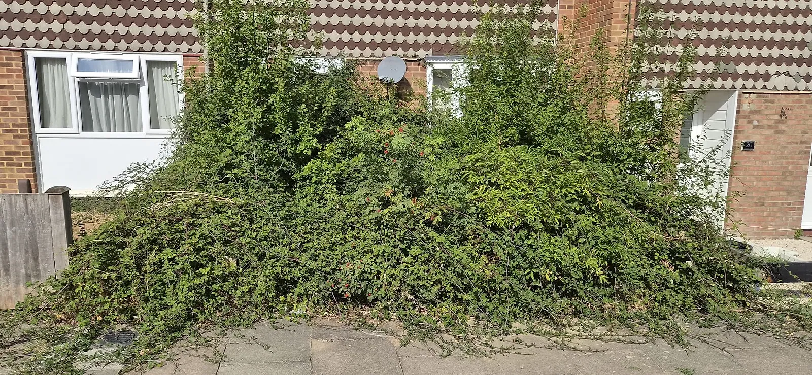 Overgrown front garden in Gravesend — bramble and rose covering the whole frontage of a terraced house, up to the windows and over the pavement